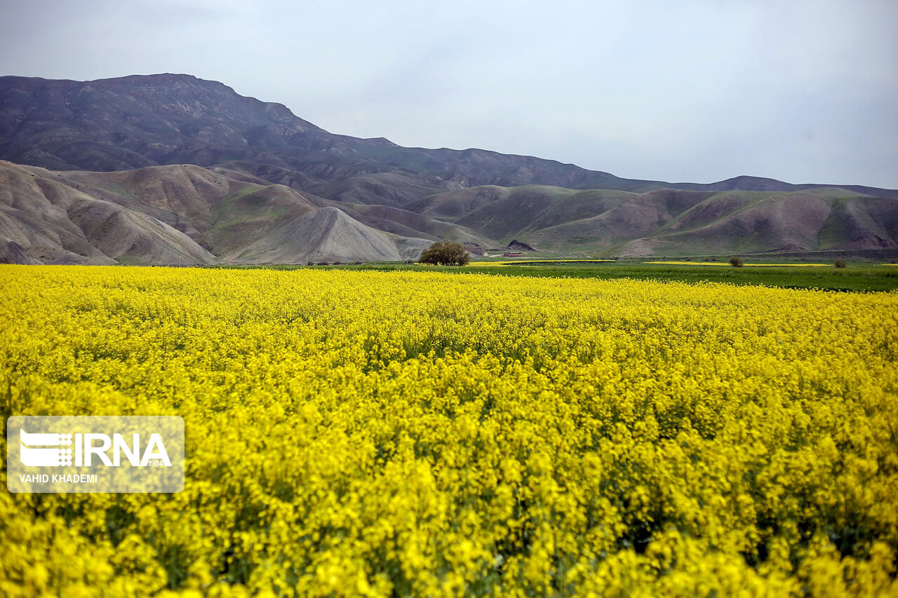 افزایش ۵ برابری تولیدات کشاورزی با اتکا به دانش و
پژوهش 