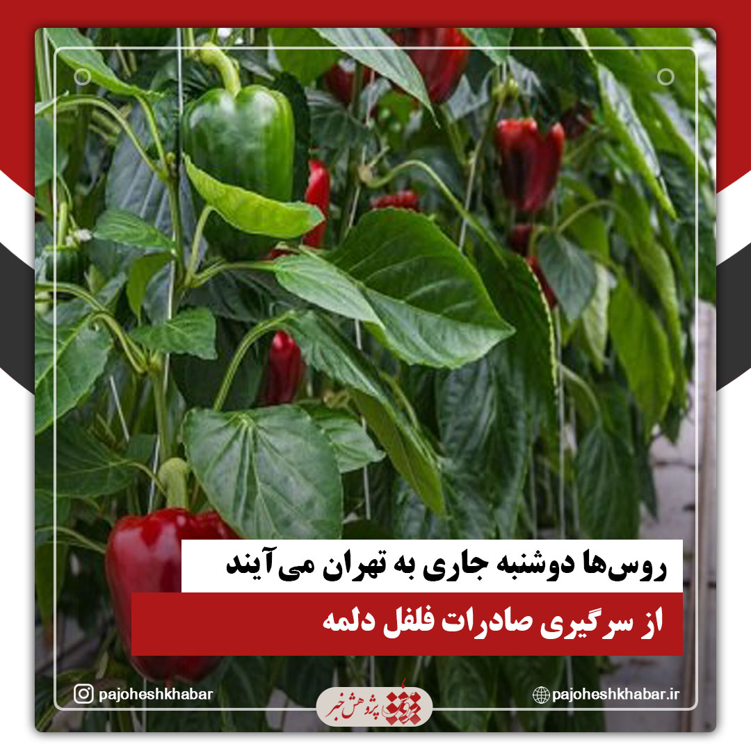 روس‌ها دوشنبه جاری به تهران می‌آیند/ از سرگیری صادرات فلفل دلمه