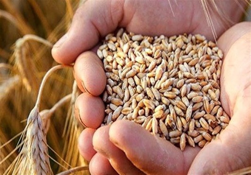 افت شدید نرخ جهانی گندم/ گندم خارجی به قیمت خرید تضمینی گندم
ایرانی رسید