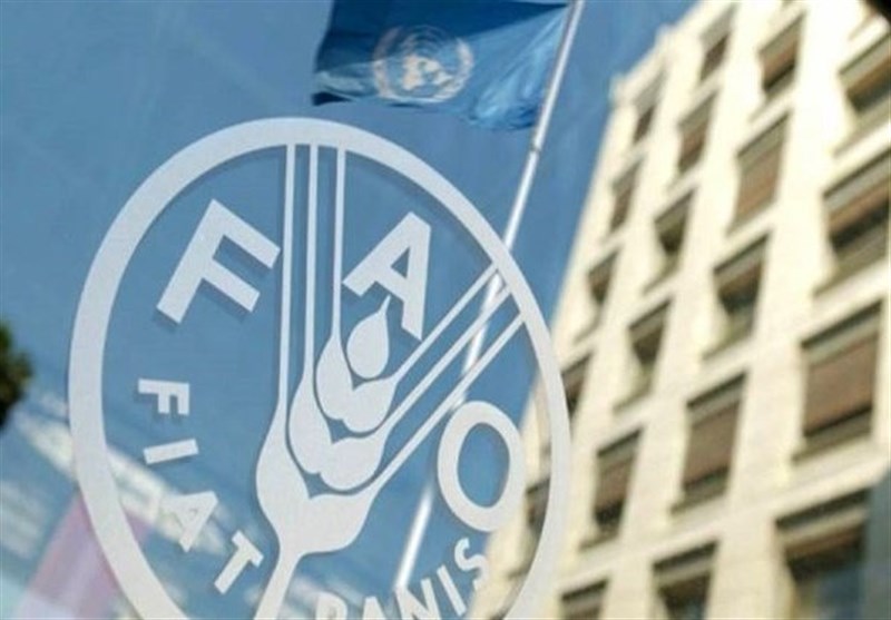 فائو: 868 میلیون نفر در جهان غذا برای خوردن ندارند/کاهش قیمت
جهانی روغن و غلات