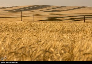 نیاز شدید دنیا به گندم باعث ظهور شیوه‌های نوآورانه برای
صادرات شده است