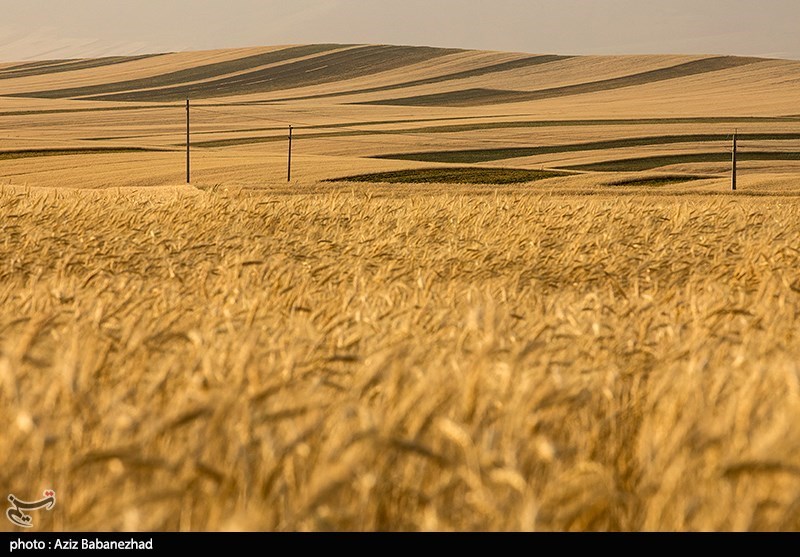 نیاز شدید دنیا به گندم باعث ظهور شیوه‌های نوآورانه برای
صادرات شده است