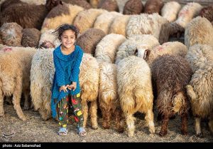 7000 راس دام عشایر در بارش های موسمی تلف شدند
