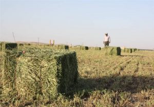 طرح تولید علوفه در مراتع کشور اجرایی می‌شود