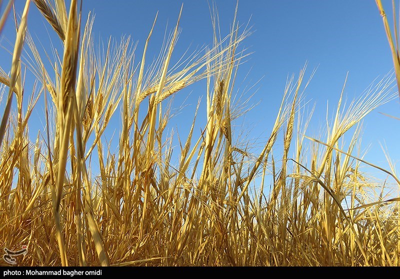 قیمت خرید تضمینی گندم برای سال زراعی جدید 13 هزار تومان
تعیین شد