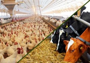 گزارش| زنجیره سازی؛ مدل جدید اقتصادی کردن واحدهای دام و طیور
بعد از حذف ارز 4200