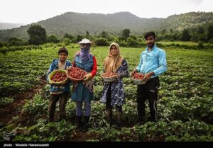 ‌درخواست مسئولان کردستان از وزارت جهاد کشاورزی؛ به صادرات
توت‌فرنگی کمک کنید‌