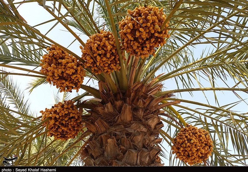 ربات برداشت "خرما" طراحی و ساخته
شد