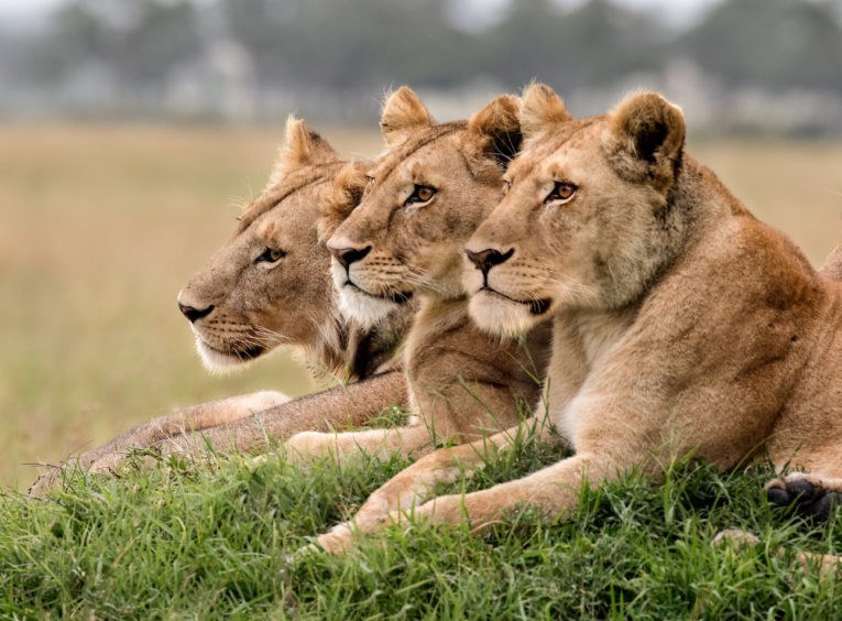 کشته شدن ۶ قلاده شیر در پارک ملی کنیا!