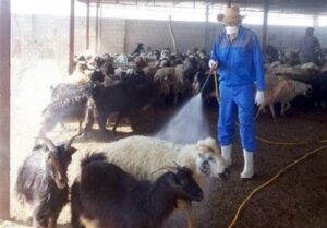 60 نفر به تب کریمه کنگو مبتلا شدند/ مردم توصیه‌های بهداشتی
را جدی بگیرند